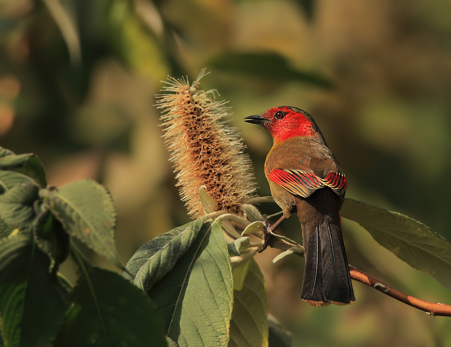 lol 外服加速器-SデC薮%