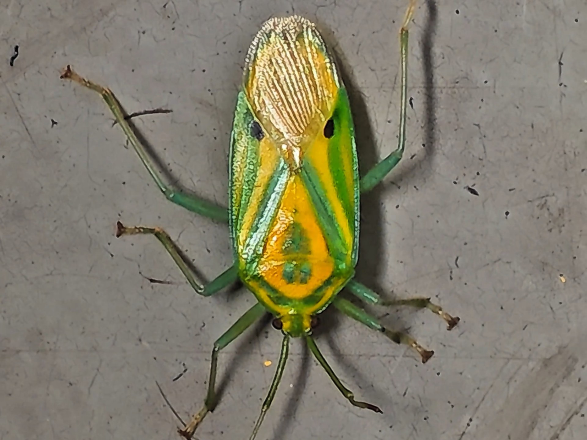 lol 职业选手-包含酏%